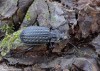 střevlík mřížkovaný (Brouci), Limnocarabus clathratus auraniensis, Carabidae Carabinae (Coleoptera)